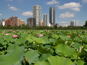 Lotus Pond in Shinobazu-no-ike