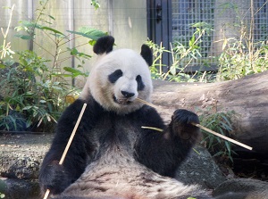 Giant panda in Ueno Zoo