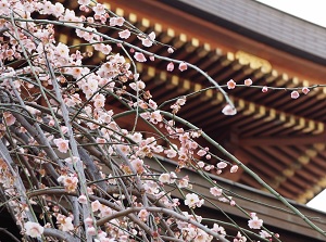 Ume blossoms in Yushima-Tenjin