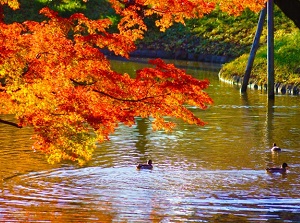 Koishikawa Korakuen in autumn