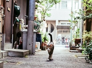 A cat in Yanaka