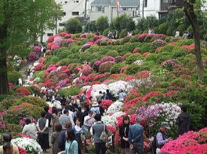 Azalea garden in Nezu Shrine