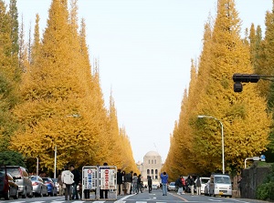 Approach with gingko trees in late autumn