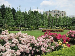 Flowers in spring in Shinjuku Gyoen