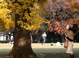 Autumn leaves in Shinjuku Gyoen