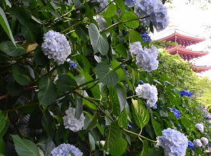 Hydrangea in Takahata-fudo