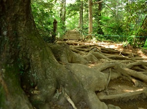 Trail 6 to Mt.Takao