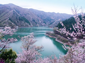 Lake Okutama in spring