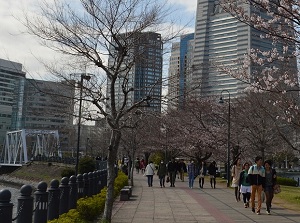 Kishamichi in spring