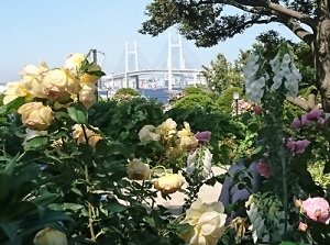 Rose garden and Yokohama Bay Bridge