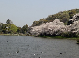 Pond of Sankeien in spring
