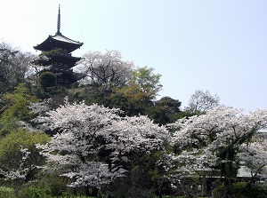 Three-storied Pagoda in Sankeien in spring