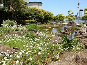 A garden in Mikasa Park