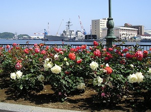 Roses in Verny Park