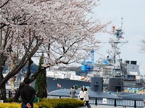 Cherry blossoms in Verny Park