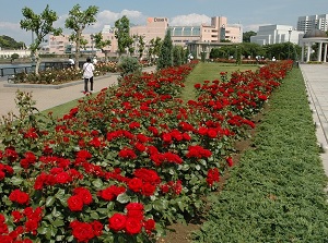 Roses in Verny Park