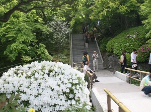 Azalea in Hase-dera