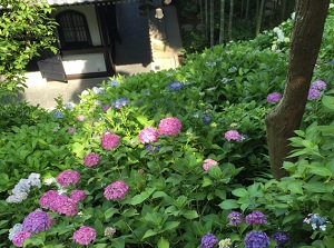 Hydrangeas in Hase-dera