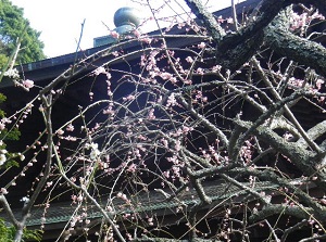 Ume blossoms in Zuisenji
