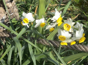 Daffodils in Zuisenji