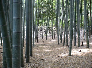 Bamboo forest in Hokokuji