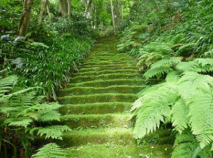 Stone steps covered with moss in Myohoji