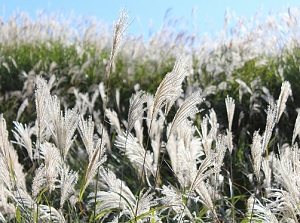 Silver grass in Sengokubara