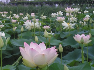 Lotus flowers in Suigo Sawara Ayame Park