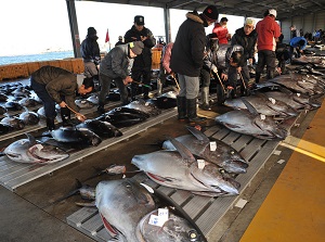 Tuna auction neat Choshi fish harbor