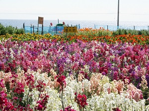 Flowers in Shiramazu
