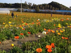 Poppies in Shiramazu