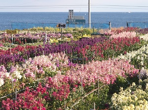 Flowers in Shiramazu