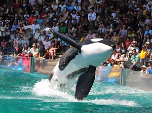 Show of Killer whale
