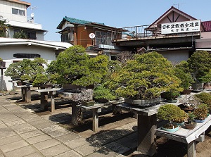 A garden of bonsai producer