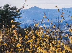 Scenery from the top of Mt.Hodo and ume blossoms