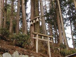 Enmusubi-no-Ki in Mitsumine Shrine