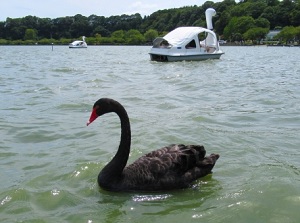 Black swan in Lake Senba