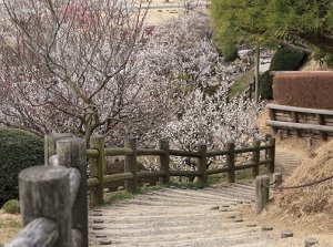 Ume blossoms in Kairakuen