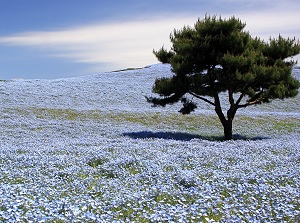 Nemophila in Hitachi Seaside Park