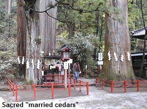 Sacred married cedars in Futarasan Shrine