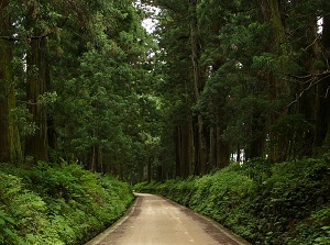 Cedar Avenue along normal road