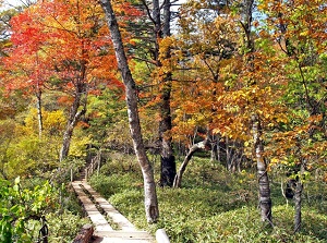 Senjogahara in autumn