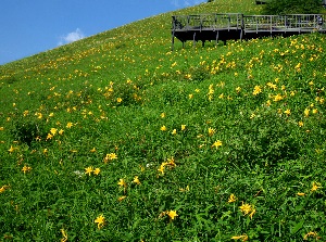 Daylilies in Kisuge-daira