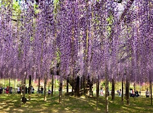 A big wisteria tree in Ashikaga Flower Park
