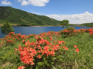 Japanese azaleas around Lake Nozori