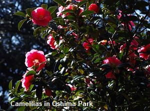 Camellia in Oshima Park