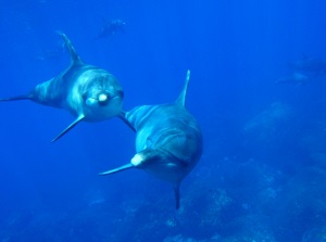 Dolphins around Mikurajima