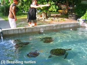 Breeding turtles in Ogasawara Marine Center