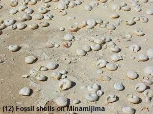 Fossil shells on Minamijima