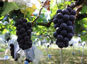 Grape in Yamanashi